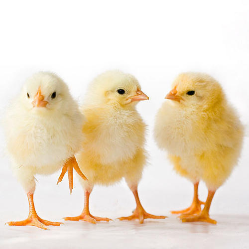 live-poultry-farm-chicks-1650627971-6303070